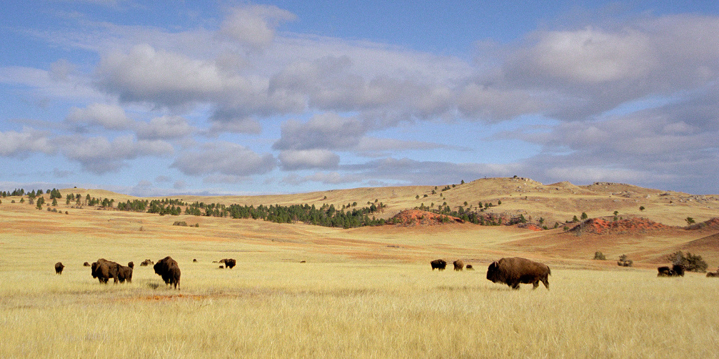 Lone Prairie Bison
