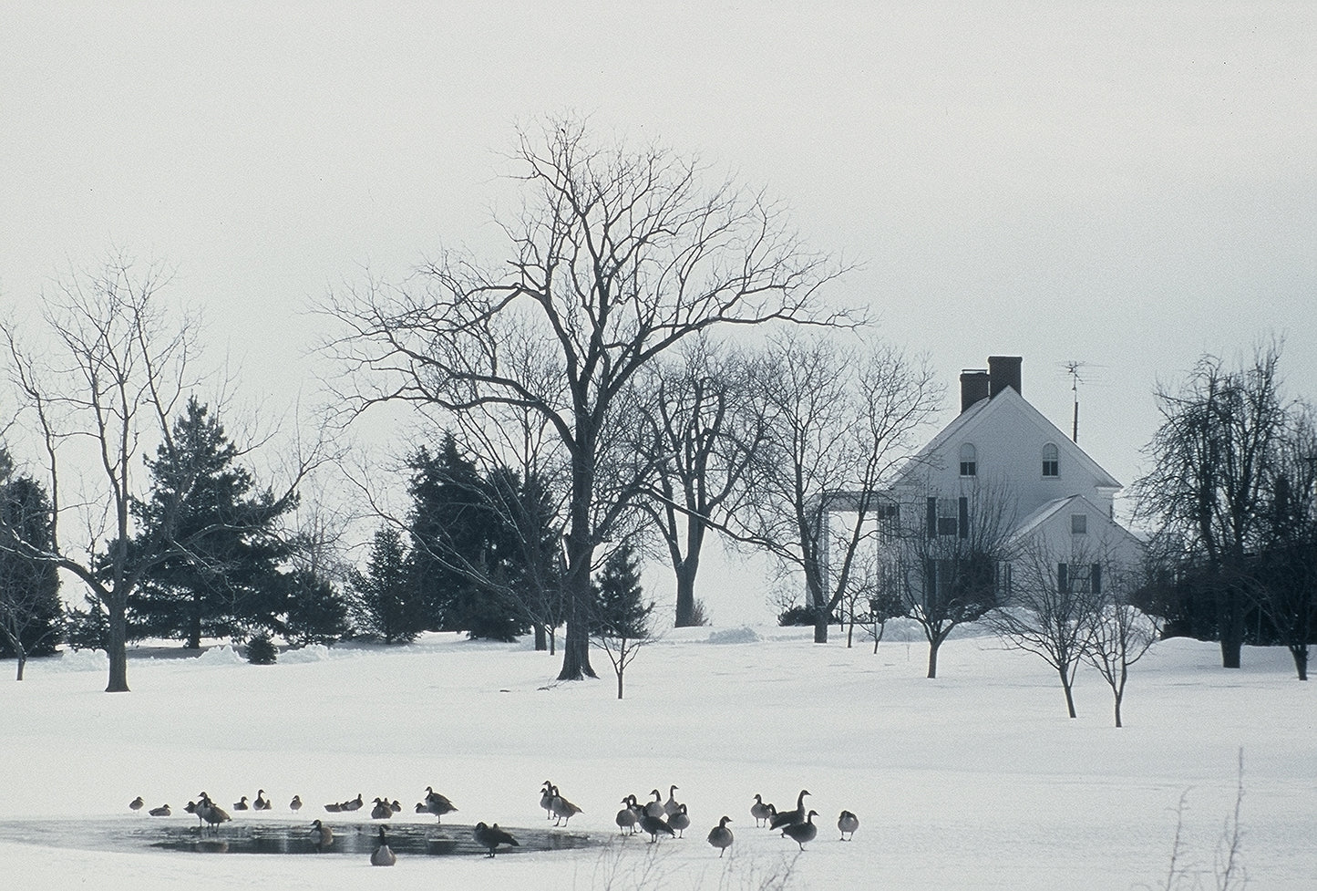 Winter Rest