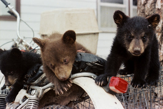 Bear Hogs