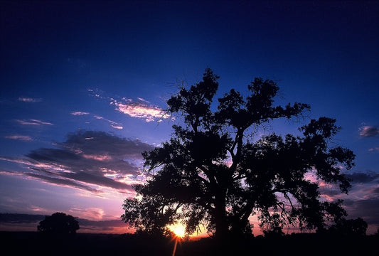 Evening Cottonwood