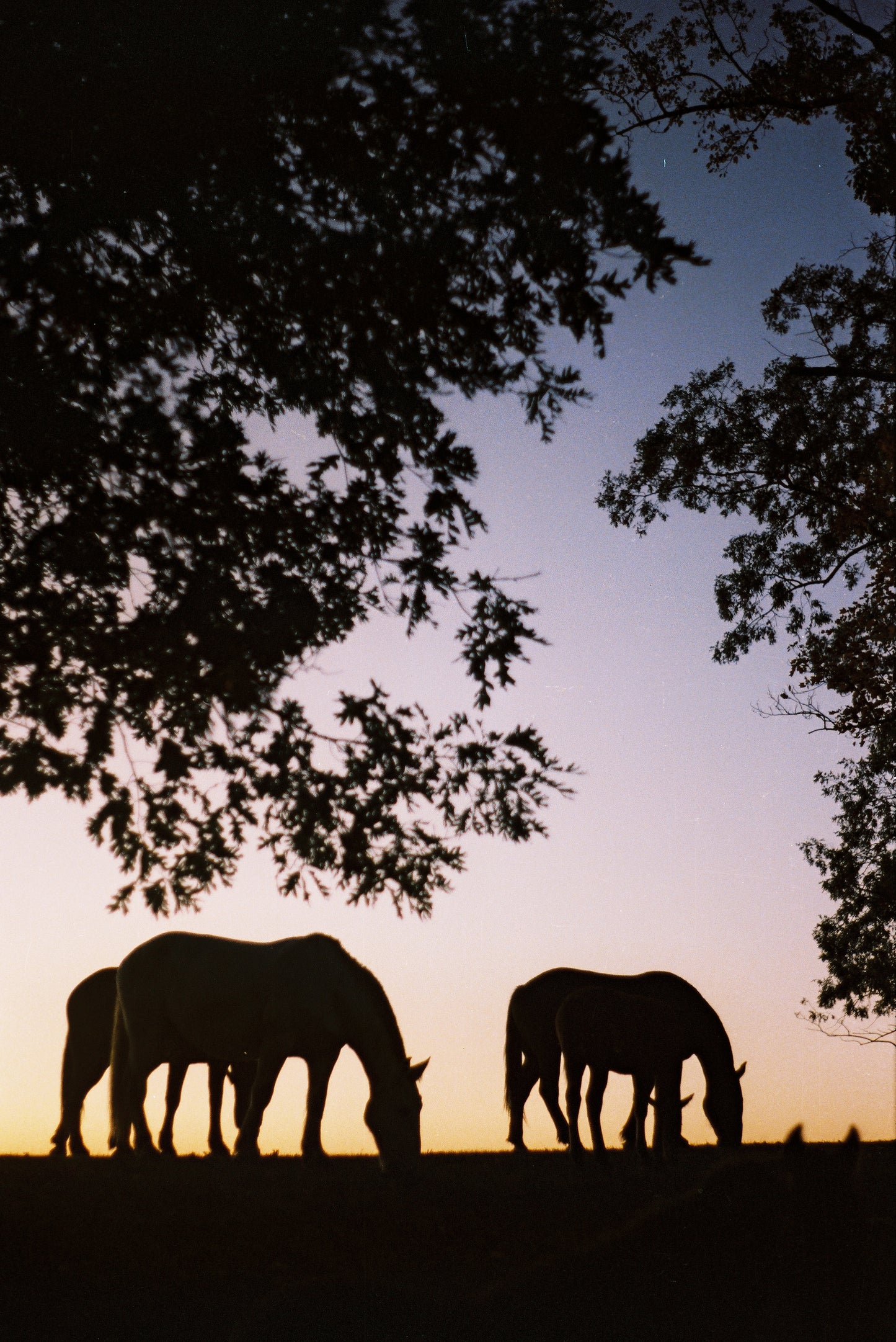 Evening Oats