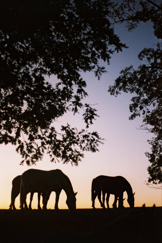 Evening Oats