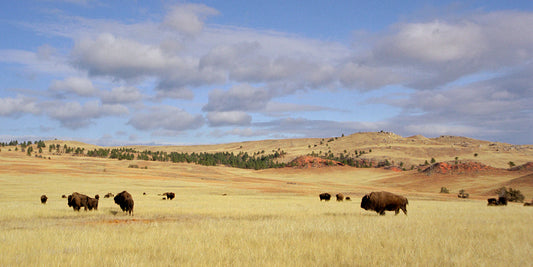 Lone Prairie Bison