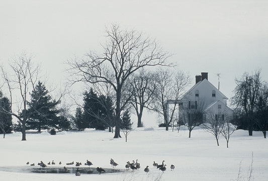 Winter Rest