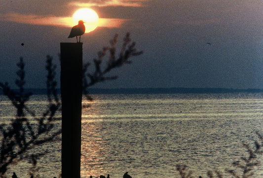 Morning Sentinel