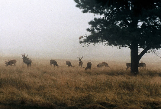 The Ultimate Herd